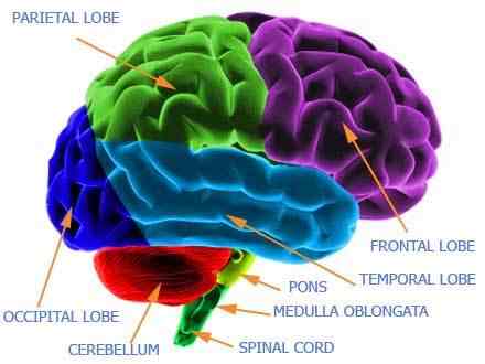 Partes del cerebro