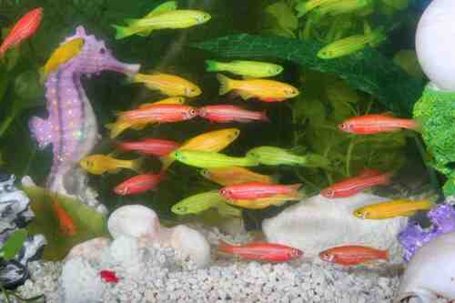 Acuario de caballito de mar y peces de colores  brillantes genéticamente modificados. Danio Rerio - GloFish. 