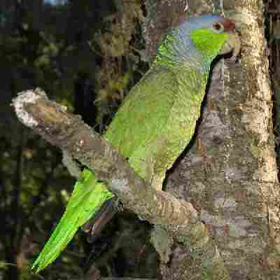 Papagallo de color verde.