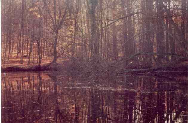 Lago com árvores caídas e galhos no chão