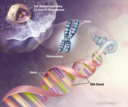 Ilustração das bases do DNA, um cromossomo e o núcleo de uma célula.