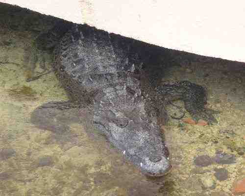 Crocodile half hidden in a pond.