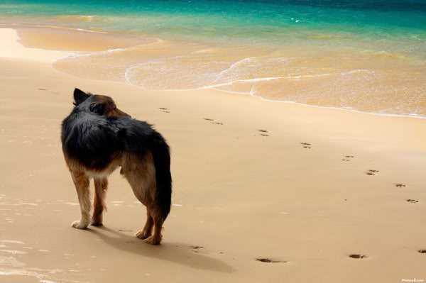 Perro pensativo en una playa mirando sus propias huellas.