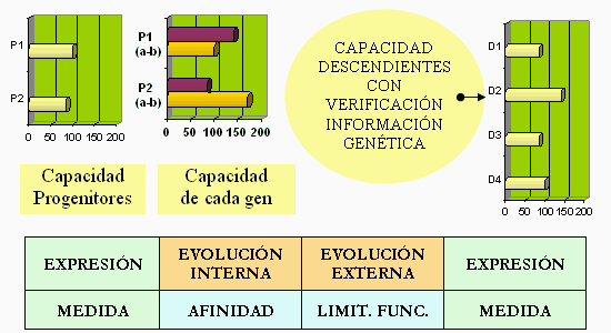 Evoluzione con il metodo LoVeInf ed espressione genetica con la combinazione mendeliana.